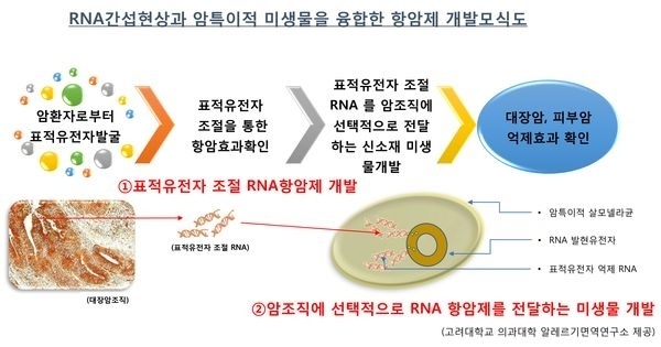 RNA항암제를전달하는살모넬라백신개발모식도[사진=고려대의대]