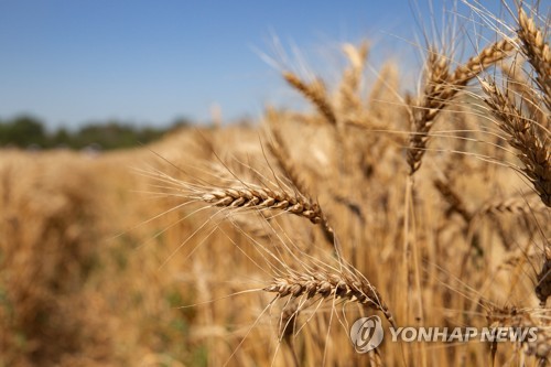 우크라이나 곡창지대에서 재배된 밀[타스=연합뉴스 자료 사진]