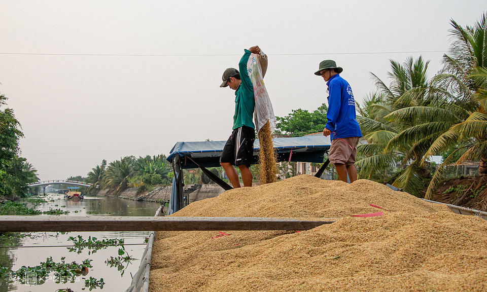 베트남 최남단 껀터시에서 쌀을 추수해서 배로 나르는 모습[VN익스프레스 캡처]