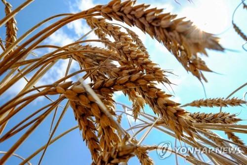 우크라이나의 대표적인 곡물 밀[로이터=연합뉴스 자료 사진]
