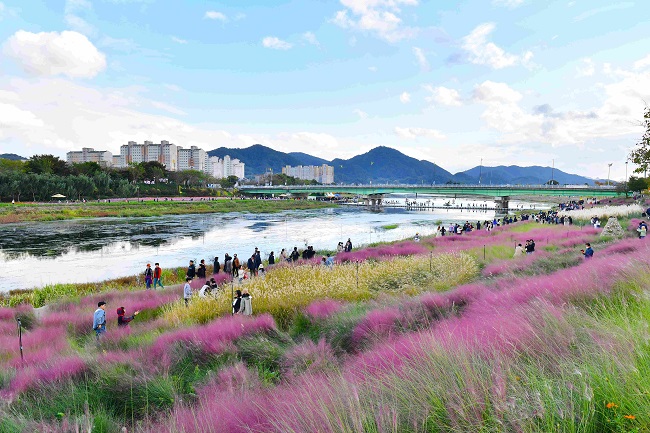 황룡강 가을꽃 축제