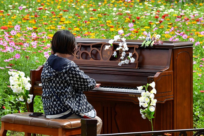 백일홍 꽃밭에서 피아노 연주하는 꼬마 숙녀