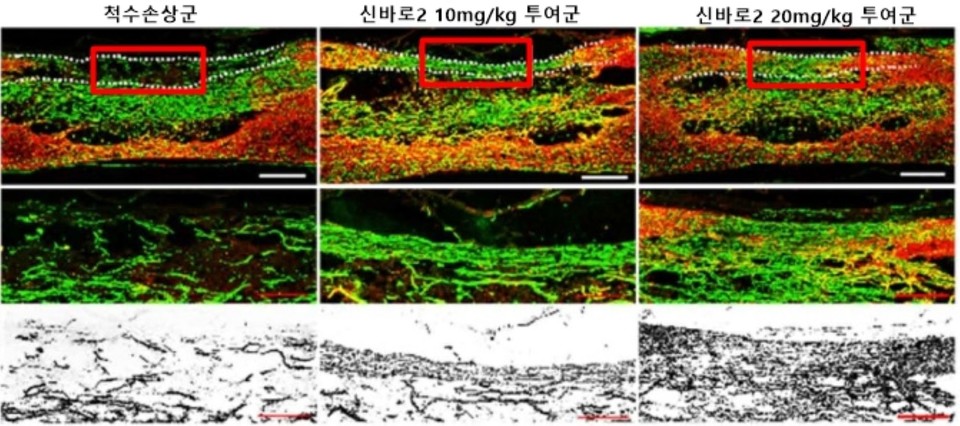 붉은색으로 표시된 척수손상 부위에서 신바로2 투여군의 세포 축삭 성장을 확인할 수 있다./자료=자생한방병원