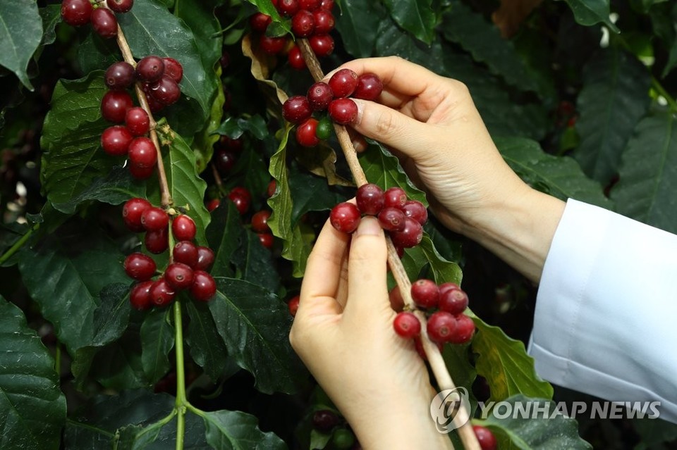 수확이 한창인 커피 열매[농촌진흥청 제공]