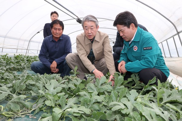 강호동 농협중앙회장이 지난 22일 충남 부여군 수박농가를 방문해 농작물 피해 상황을 살펴보고 있다.(사진=농협중앙회)