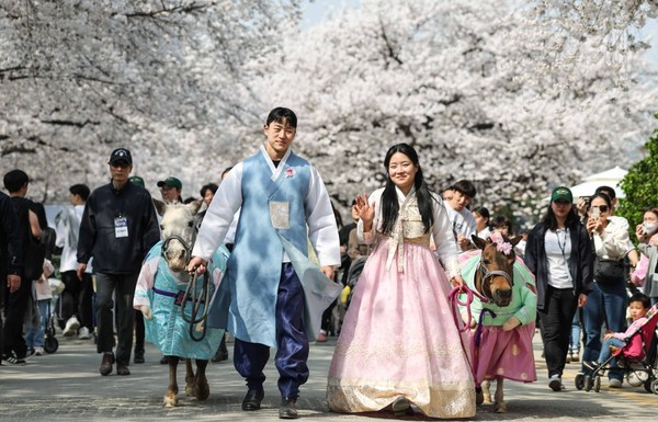 경마장 벚꽃 축제. 사진=한국마사회 제공