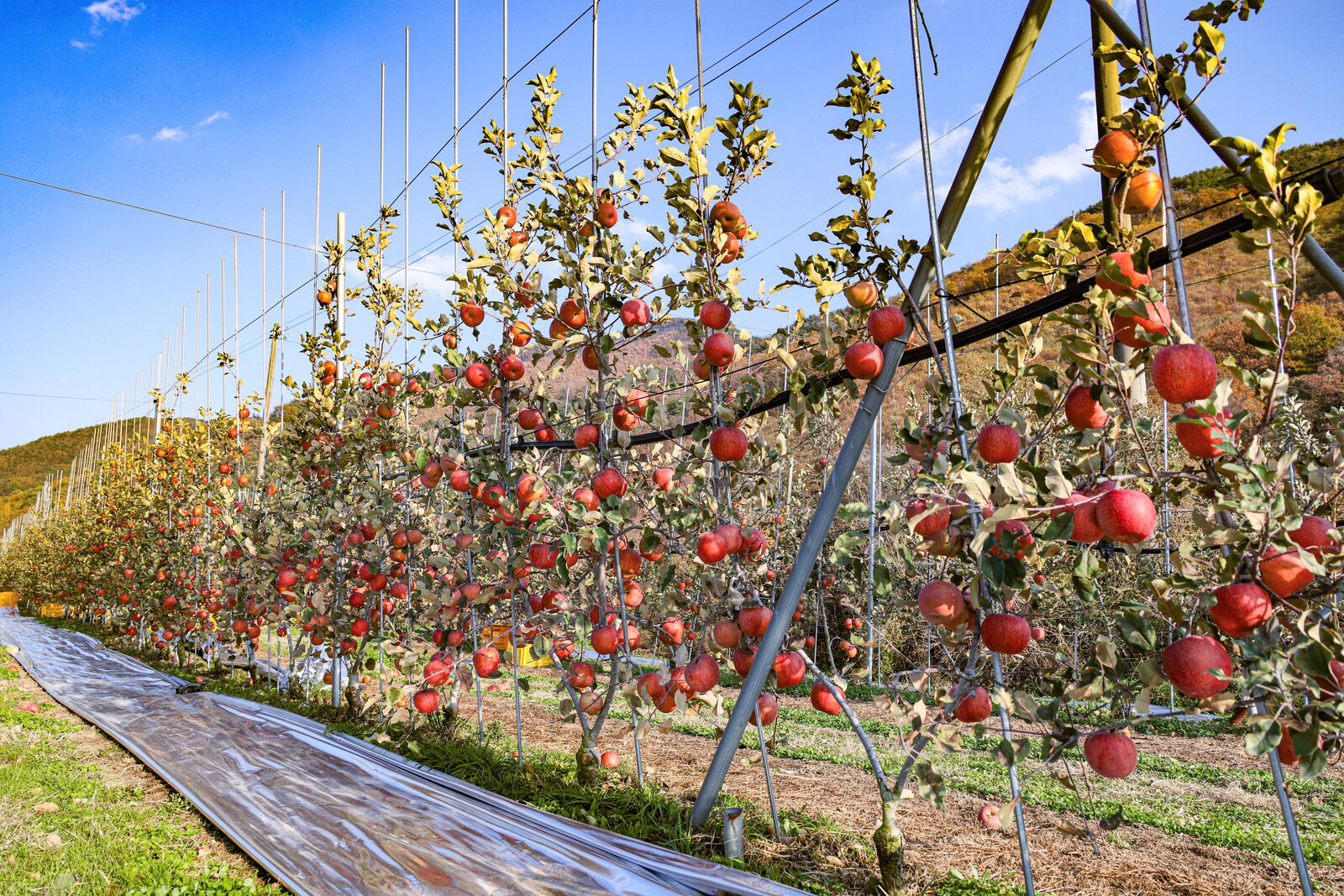 사진=김진호 기자