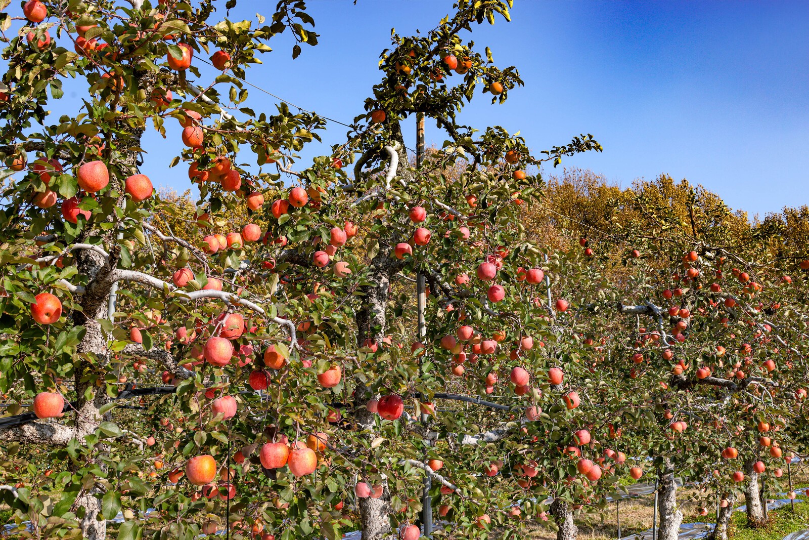 사진=김진호 기자