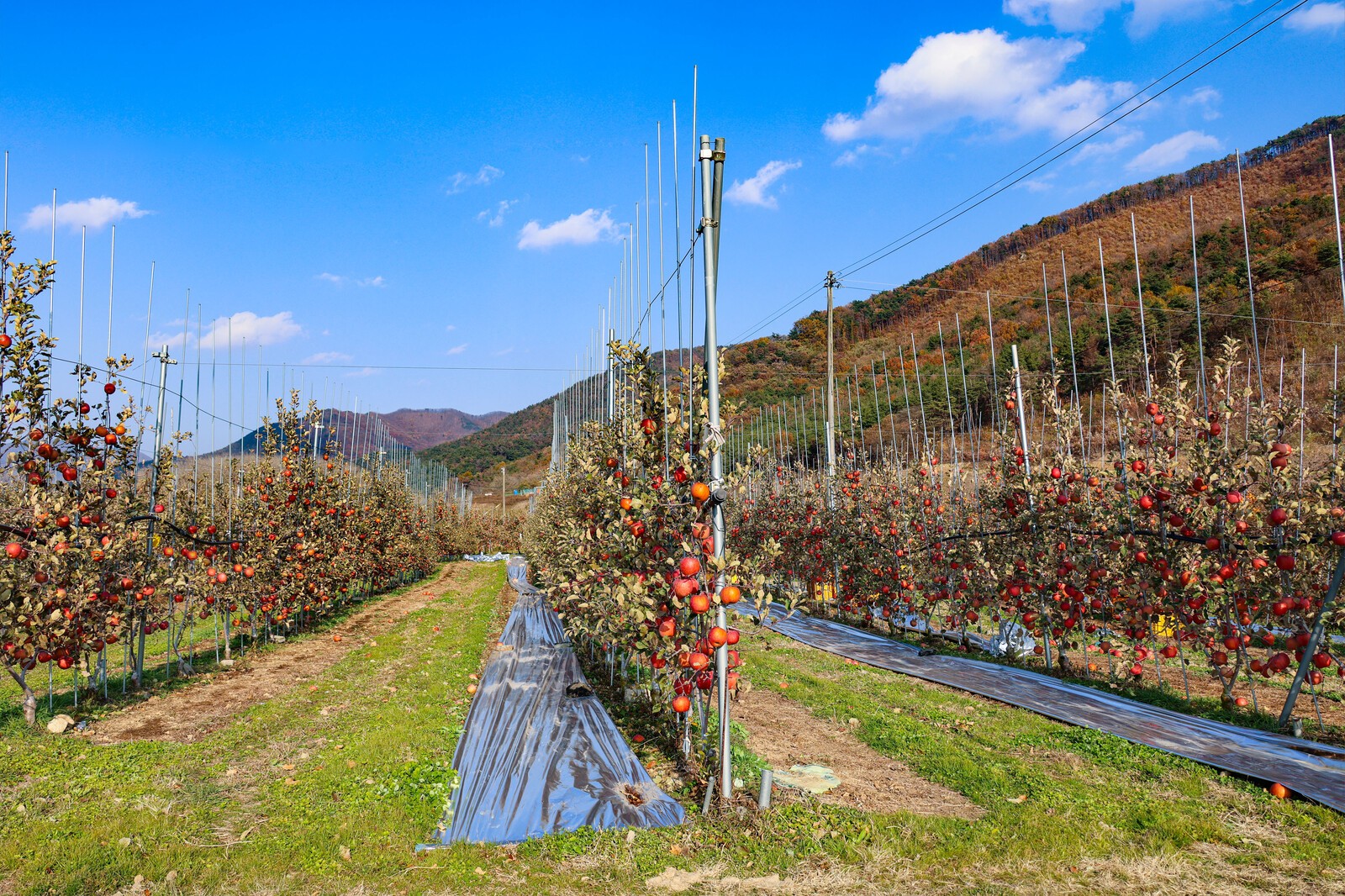 사진=김진호 기자